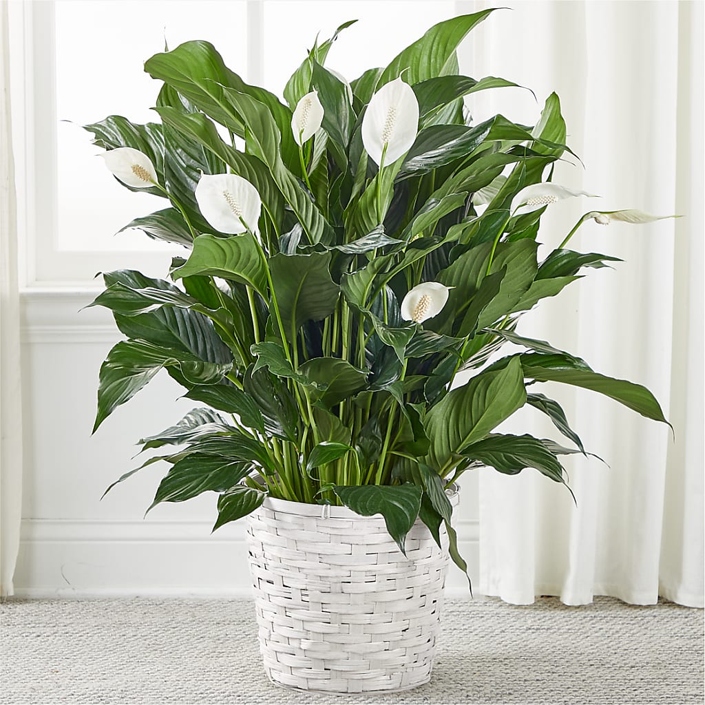 A New Leaf Peace Lily – Guilles Flowers, San Jose CA